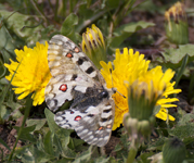 Parnassius 9364